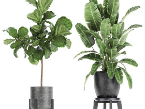 decorative plants in a black flowerpots 736 3D Model