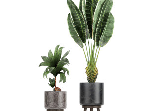 decorative plants in a black flowerpots 736 3D Model