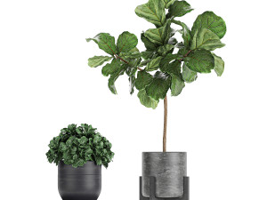 decorative plants in a black flowerpots 736 3D Model