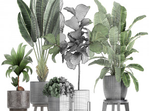 decorative plants in a black flowerpots 736 3D Model