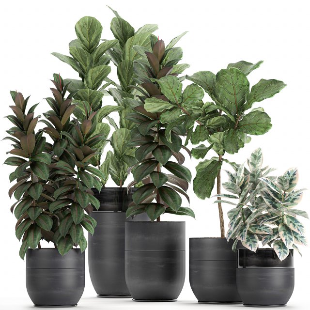 decorative plants ficus tree in a black flowerpots 737 3D-Modell .c4d .max .obj .3ds .fbx .stl .blend 