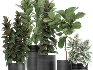 Dekopflanzen Ficusbaum in schwarzen Blument&ouml;pfen 737 3D Modell