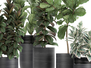 decorative plants ficus tree in a black flowerpots 737 3D-Modell