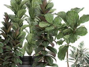 decorative plants ficus tree in a black flowerpots 737 3D-Modell