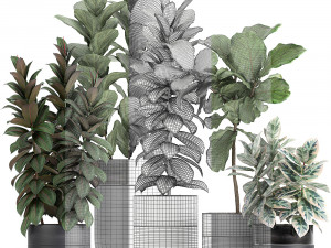 decorative plants ficus tree in a black flowerpots 737 3D-Modell