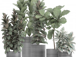 decorative plants ficus tree in a black flowerpots 737 3D-Modell