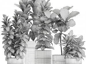 decorative plants ficus tree in a black flowerpots 737 3D-Modell