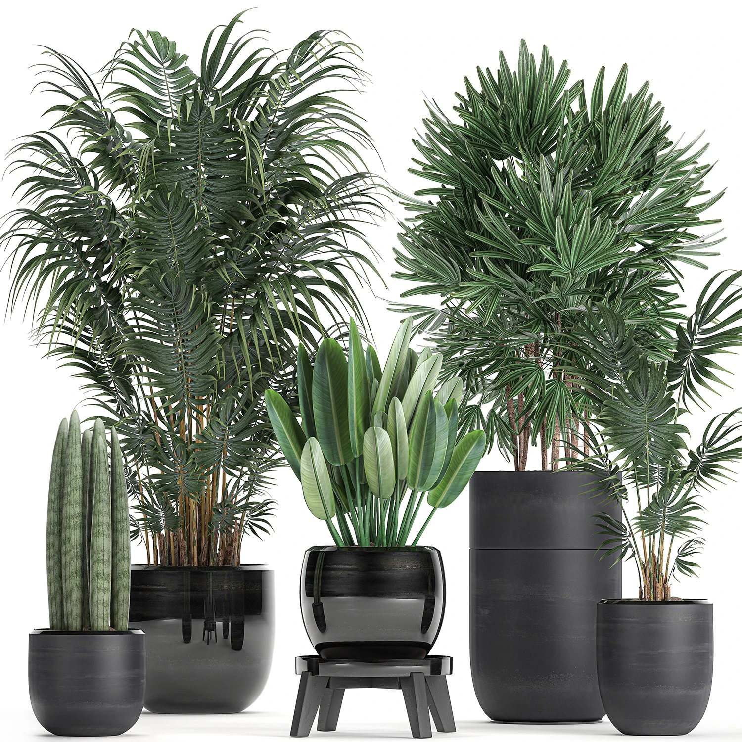 tropical plants in a black flowerpots 738 3D Model .c4d .max .obj .3ds .fbx .stl .blend 
