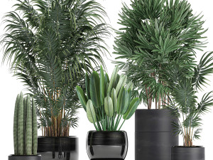 tropical plants in a black flowerpots 738 3D Model