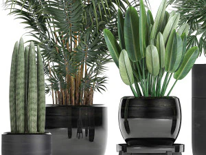 tropical plants in a black flowerpots 738 3D Model