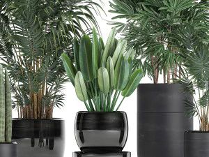 tropical plants in a black flowerpots 738 3D Model