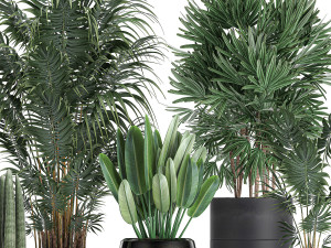tropical plants in a black flowerpots 738 Modello 3D
