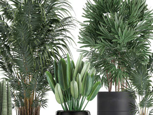 tropical plants in a black flowerpots 738 3D Model