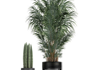 tropical plants in a black flowerpots 738 Modello 3D