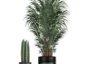 tropical plants in a black flowerpots 738 3D Model