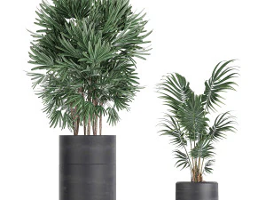 tropical plants in a black flowerpots 738 3D Model
