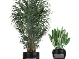 tropical plants in a black flowerpots 738 3D Model