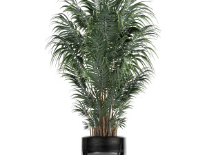 tropical plants in a black flowerpots 738 Modello 3D