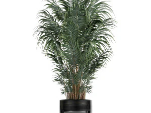 tropical plants in a black flowerpots 738 3D Model