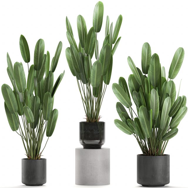 strelitzia in a pot for the interior 738 3D Model .c4d .max .obj .3ds .fbx .stl .blend 