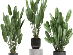strelitzia in a pot for the interior 738 3D-Modell