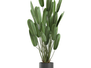 strelitzia in a pot for the interior 738 3D Model