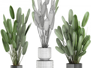 strelitzia in a pot for the interior 738 3D Model