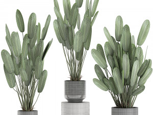 strelitzia in a pot for the interior 738 3D Model
