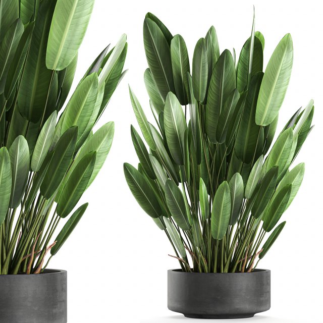 strelitzia in a pot for the interior 739 Modèle 3D .c4d .max .obj .3ds .fbx .stl .blend 