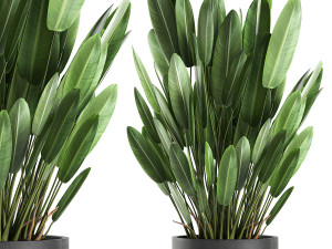 strelitzia in a pot for the interior 739 3D Model