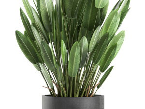 strelitzia in a pot for the interior 739 Modèle 3D