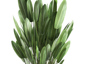 strelitzia in a pot for the interior 739 Modèle 3D