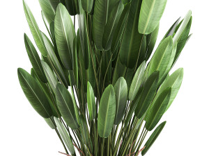 strelitzia in a pot for the interior 739 Modèle 3D