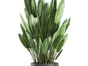 strelitzia in a pot for the interior 739 Modèle 3D