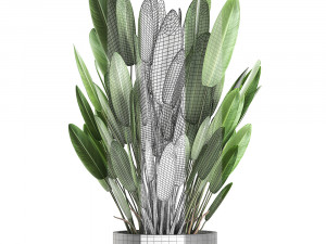 strelitzia in a pot for the interior 739 Modèle 3D