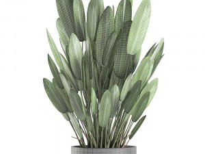 strelitzia in a pot for the interior 739 Modèle 3D