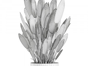 strelitzia in a pot for the interior 739 Modèle 3D