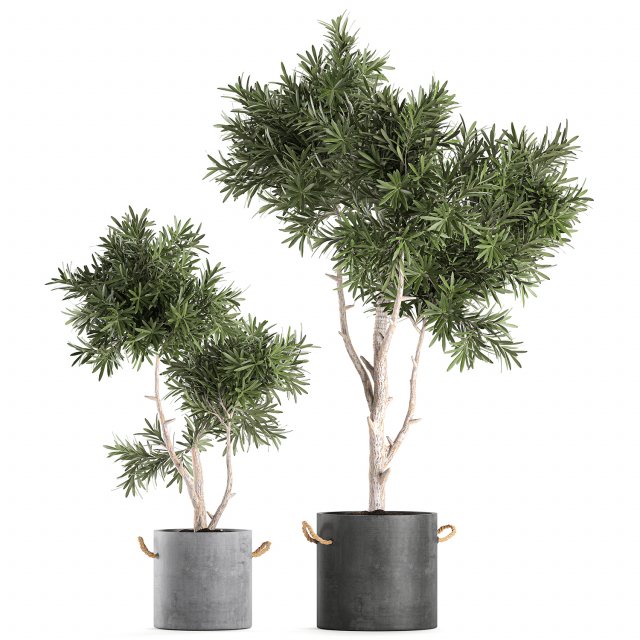 decorative tree in a black flowerpots 740 3D Модель .c4d .max .obj .3ds .fbx .stl .blend 