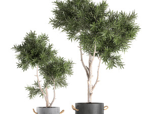 decorative tree in a black flowerpots 740 3D Model
