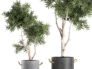 decorative tree in a black flowerpots 740 3D Модель