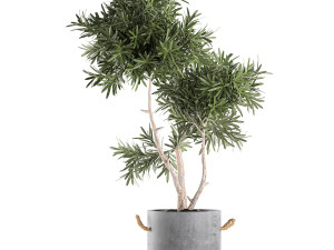 decorative tree in a black flowerpots 740 3D Модель