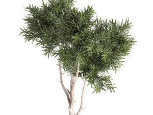 decorative tree in a black flowerpots 740 3D Модель