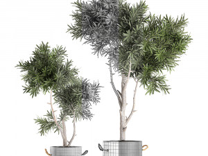 decorative tree in a black flowerpots 740 3D Модель