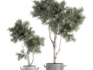 decorative tree in a black flowerpots 740 3D Модель