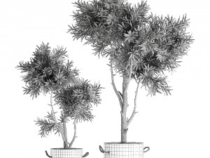 decorative tree in a black flowerpots 740 3D Модель