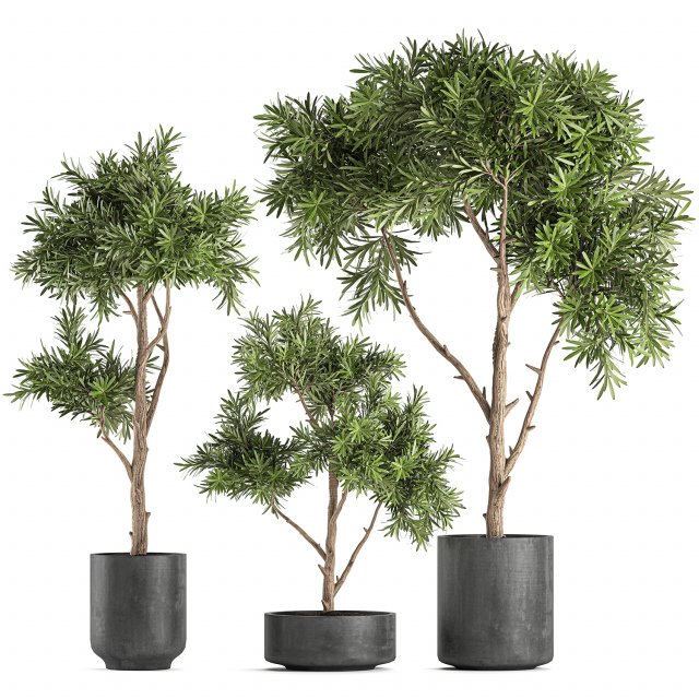 decorative tree in a black flowerpots 741 Modelo 3D .c4d .max .obj .3ds .fbx .stl .blend 
