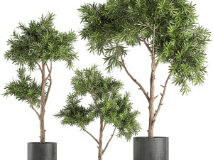 decorative tree in a black flowerpots 741 3D Model
