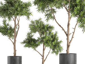 decorative tree in a black flowerpots 741 Modelo 3D