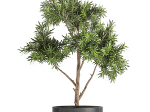 decorative tree in a black flowerpots 741 Modelo 3D