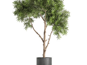 decorative tree in a black flowerpots 741 Modelo 3D